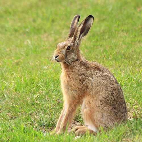 brown-hare-7.jpg