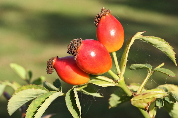 rose-hip-1.jpg