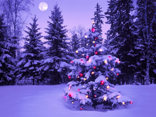 full-moon-xmas-tree-e1475959378508.jpg