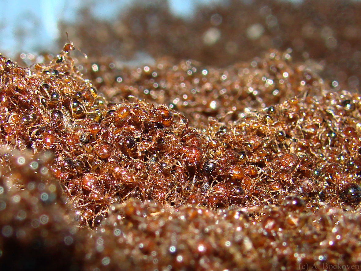 fire-ant-pile-many-ants.jpg
