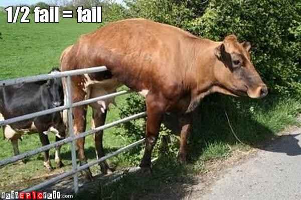 only-made-it-half-way-cow-stuck-epic-fail-1302880533.jpg