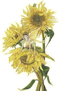 sunflower1b.gif
