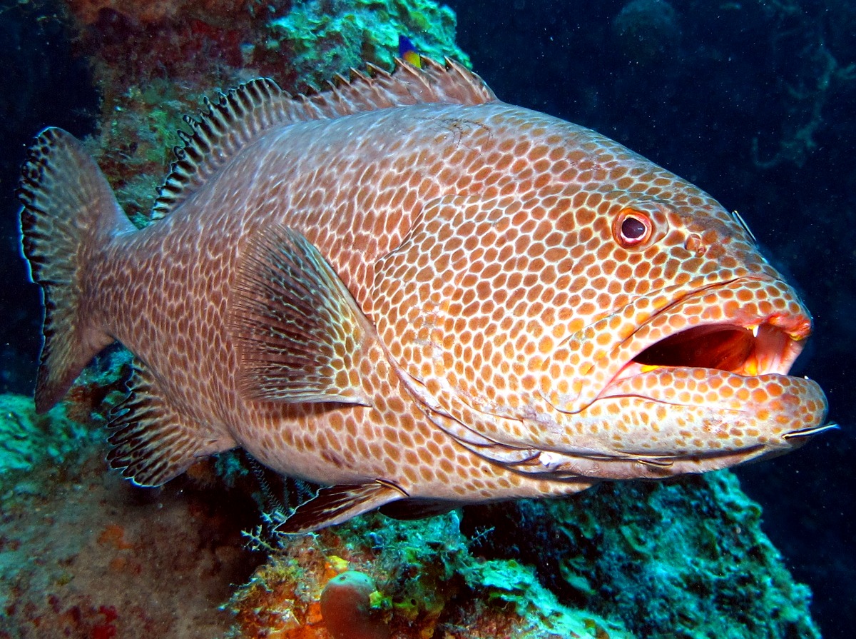 yellowfin-grouper-face-photo.jpg