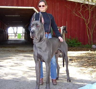 great-dane-william-margo-main.jpg