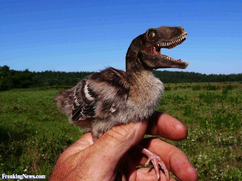 Dinosaur-Bird--79451.jpg