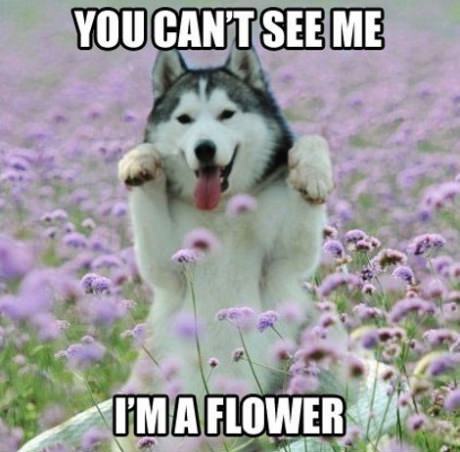 I-Am-A-Flower.jpg