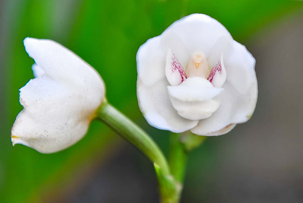 dove-orchids-pareidolia-12.jpg