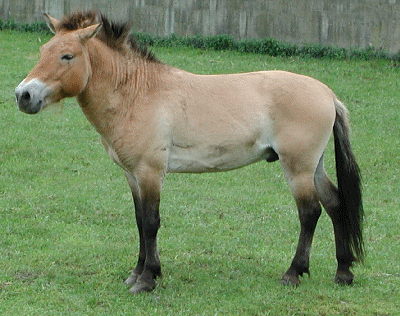 equus-przewalskii.gif