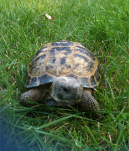 Four-Clawed-Tortoise-care-Guide-256x300.png