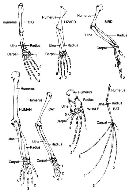 fig2-32.jpg