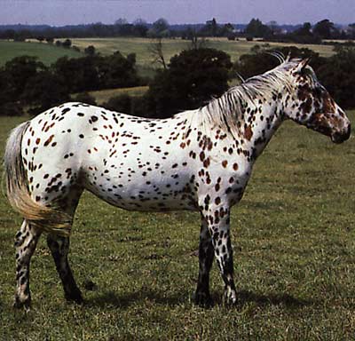 appaloosa.jpg