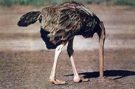 ostrichpic.jpg