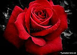 tn_red_rose_4891.jpg