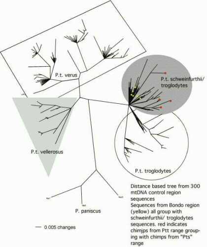 phylogenetic-500.jpg