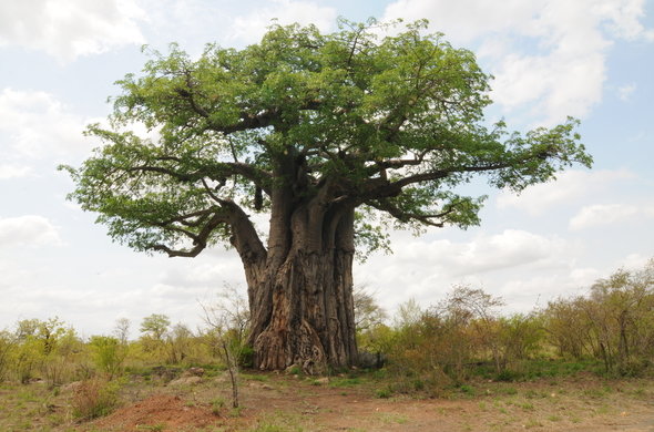 baobab-tree-cooke-590x390.jpg