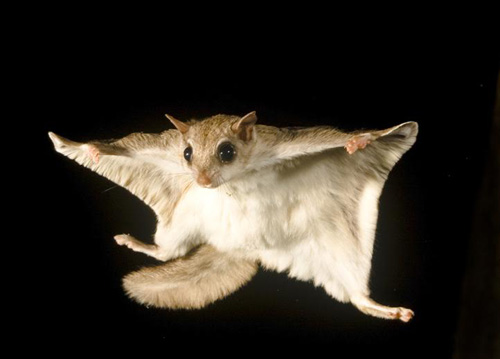flying-squirrel-2.jpg