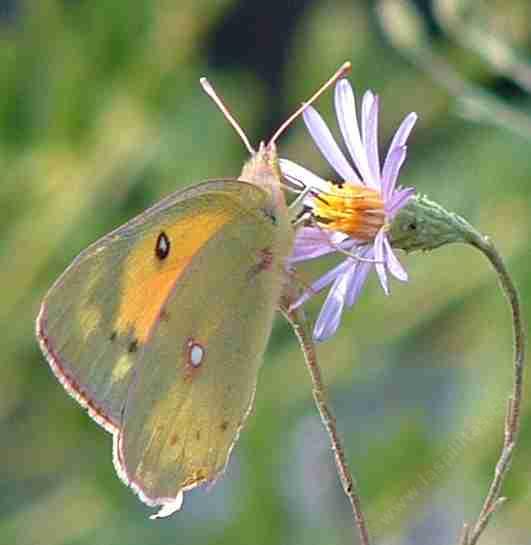 alfalfa_butterfly_on_lessingia.jpg