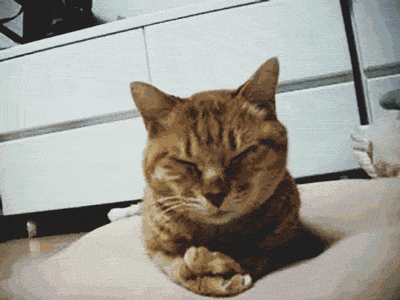 reaction-gif-sleepy-cute-cat.gif