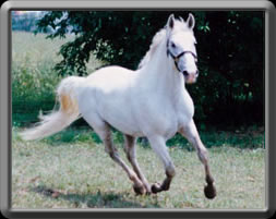 spot_lipizzan_movement.jpg