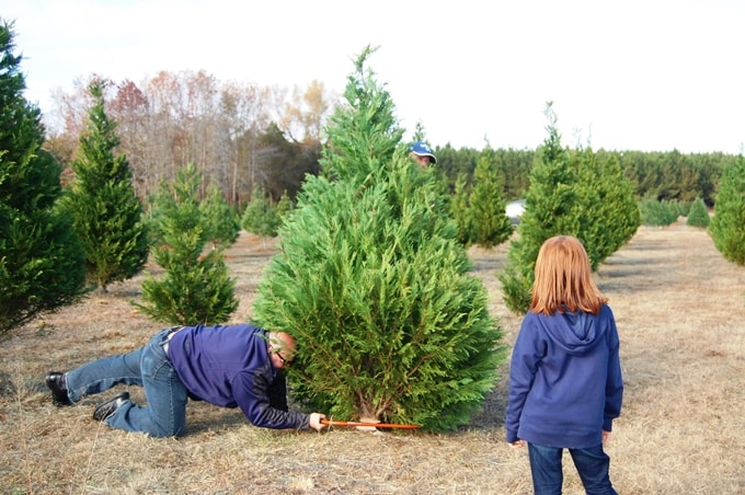 christmas-tree-cutting-sbi-min.jpg