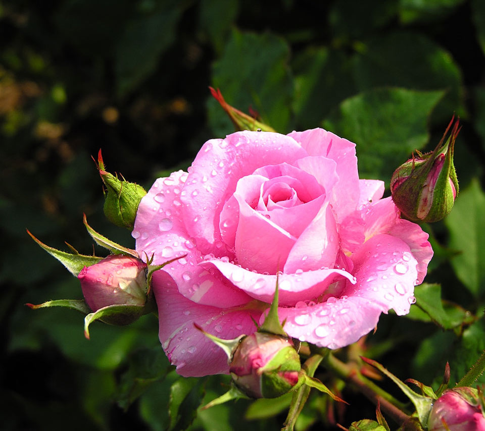 94592-Perfect-Pink-Rose-In-Full-Bloom.jpg