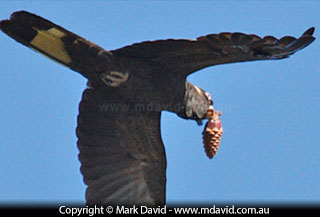 yellowtailedblackcockatoo03r.jpg