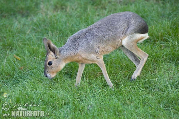 mara-animal-69244.jpg