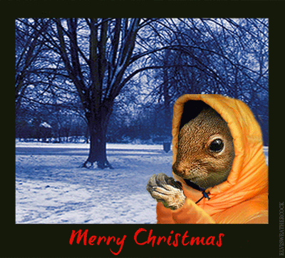squirrel-winter-nuts1.gif