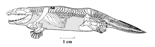 Ichthyostegaskelnewsmall.jpg