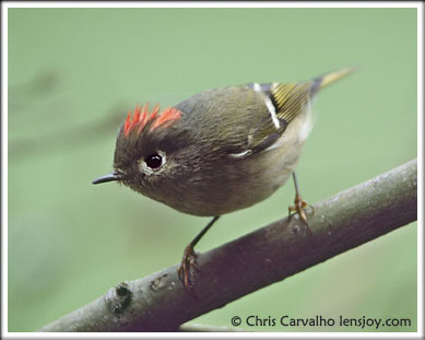 Ruby-crowned%20Kinglet.jpg