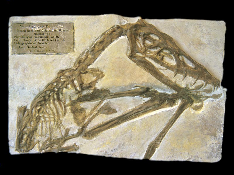 scaphognathus_crassirostris_01_a.jpg