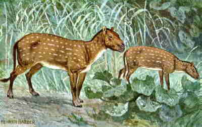 eohippus.jpg