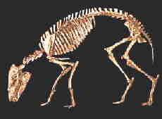 eohippus2.jpg