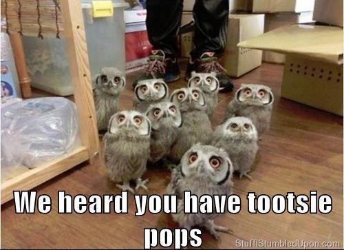 hogwarts-meme-owl-meme-yolo-meme-owls-tootsie-poops-harry-potter-meme-funny-pictures-blog-funny-.jpg