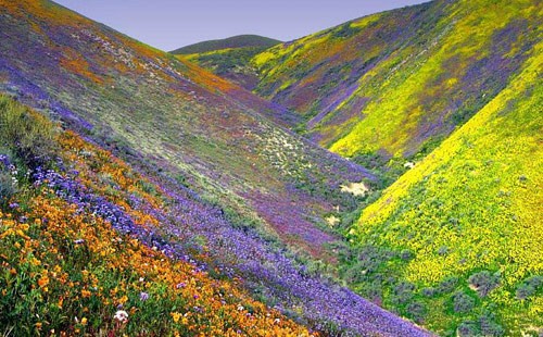 israel_mountain_flowers-500x310.jpg