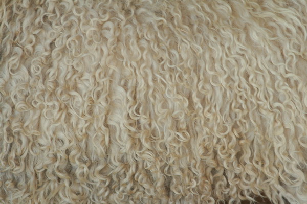 Wool-on-animal.jpg