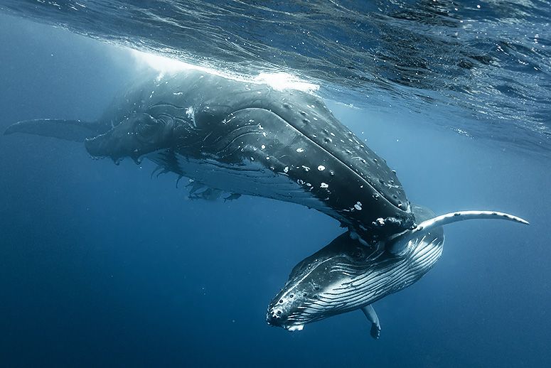 Humpback-whales.jpg