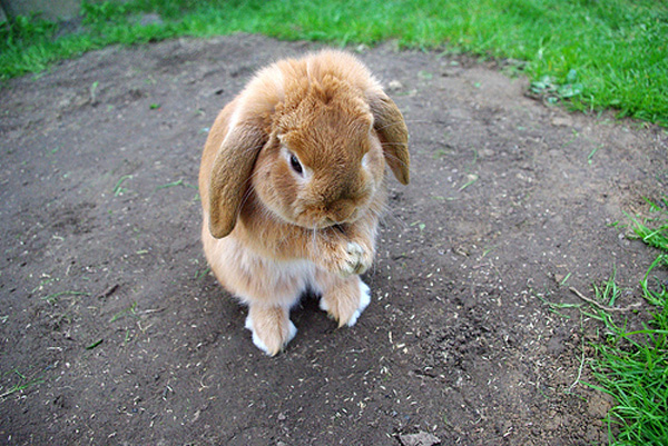 praying_bunny.jpg