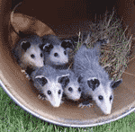 opossums01_copy.jpg