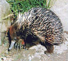 echidna.jpg