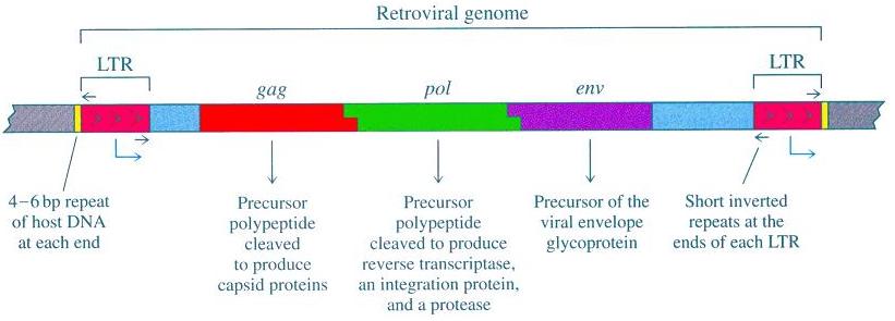 retrovirus.jpg