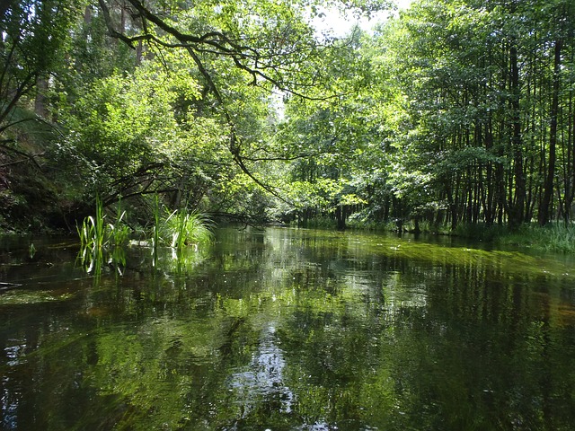 river-green-nature-tree-green-trees-river-summer.jpg