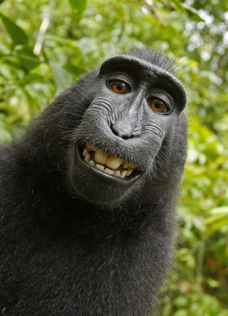 monkey-selfie-740x1024.jpg