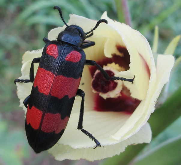 blister_beetle_india_jerah.jpg