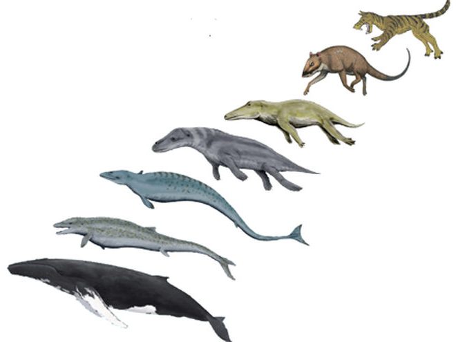 whale-evolution-e1480692162730.jpg