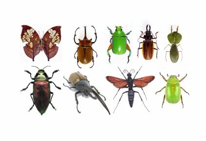 insects(7).jpg
