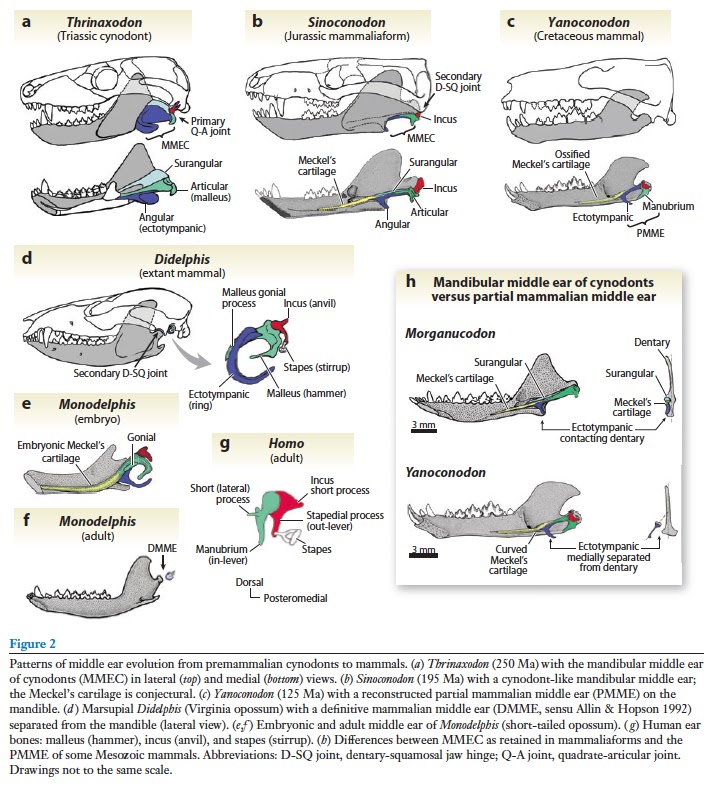 Mammal%2Bmiddle%2Bear%2Bevolution.tiff