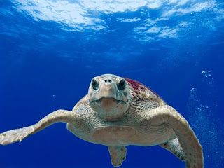 loggerhead-turtle-123402__340.jpg