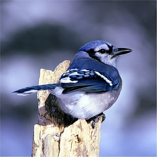 blue-jay-529868__340.jpg