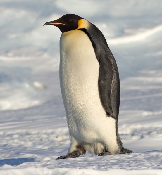 penguin2.jpg